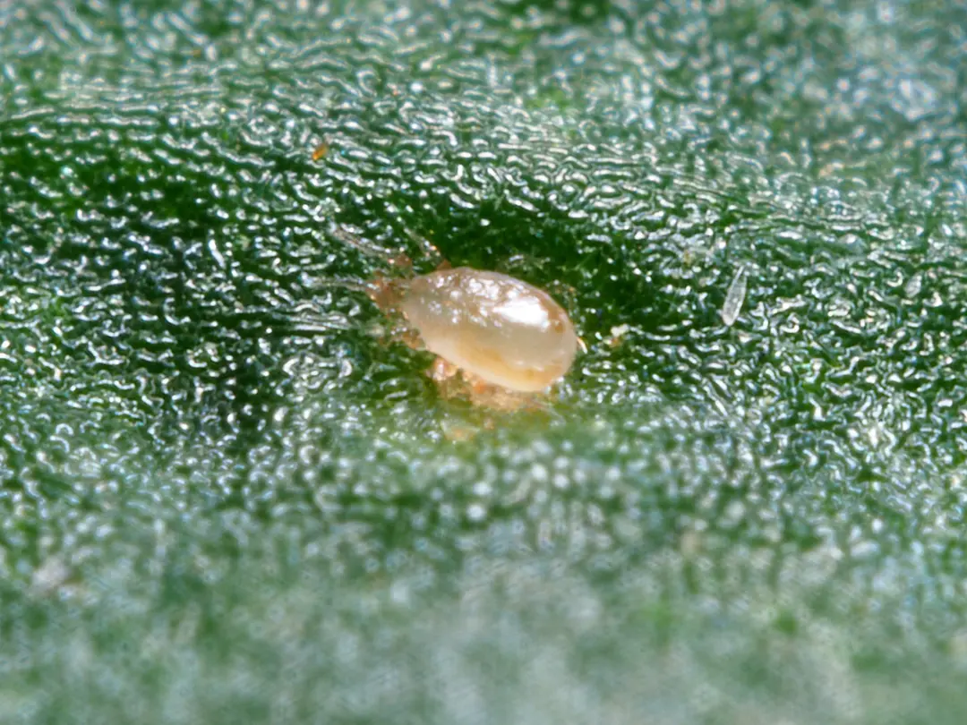 Neoseiulus cucumeris adult